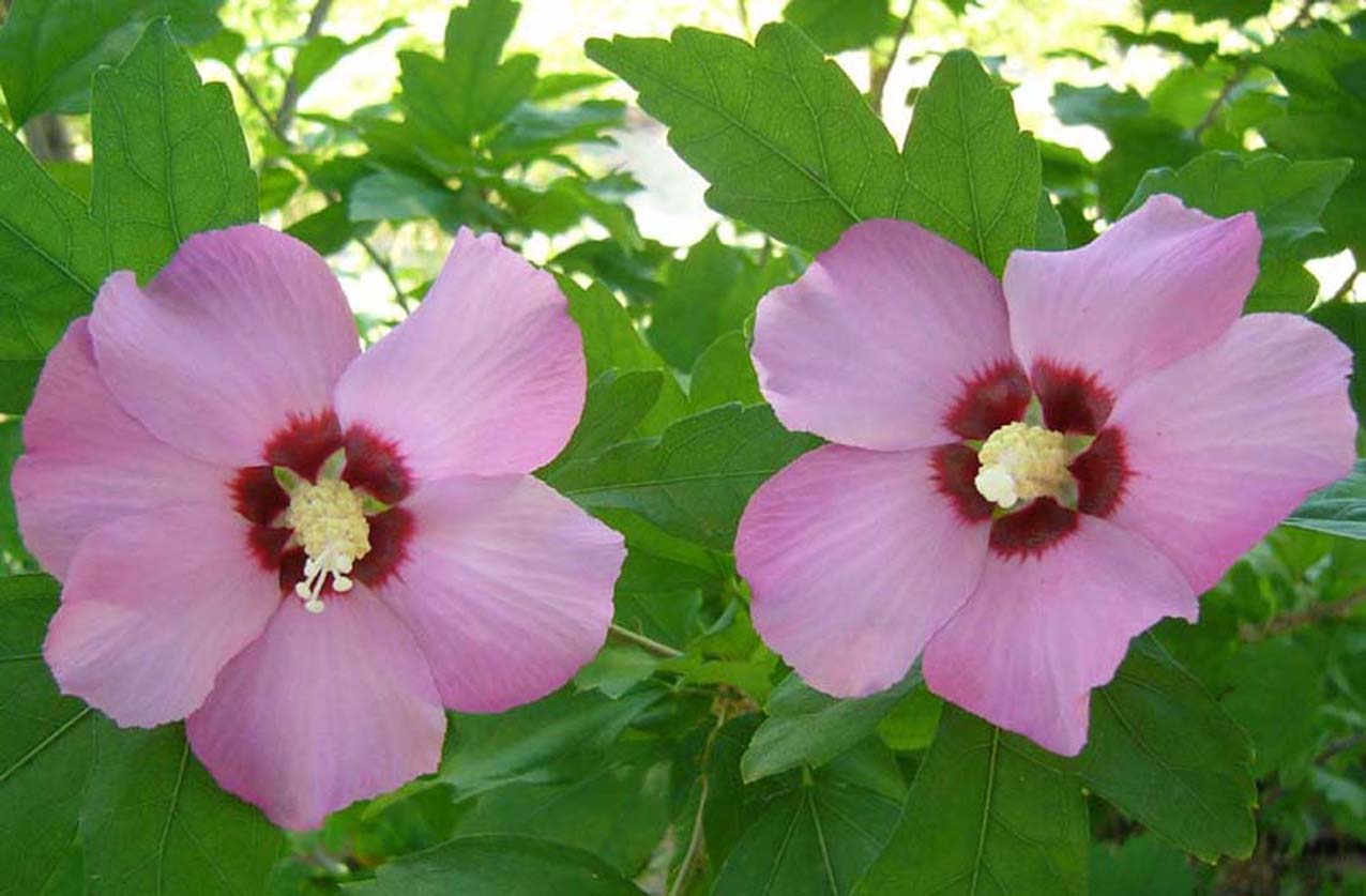 HIBISCUS6.JPG