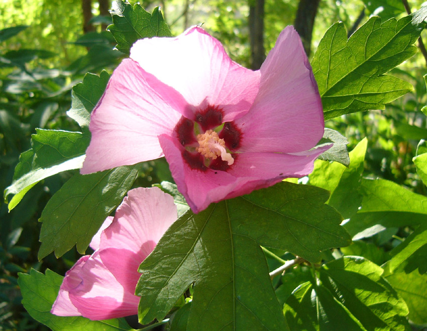 HIBISCUS7.JPG