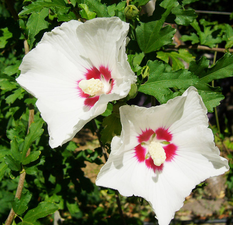 HIBISCUS9.JPG