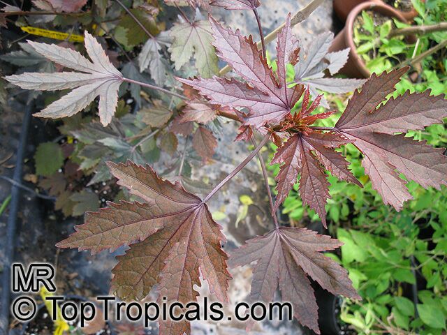 Hibiscus_acetosella8405.jpg