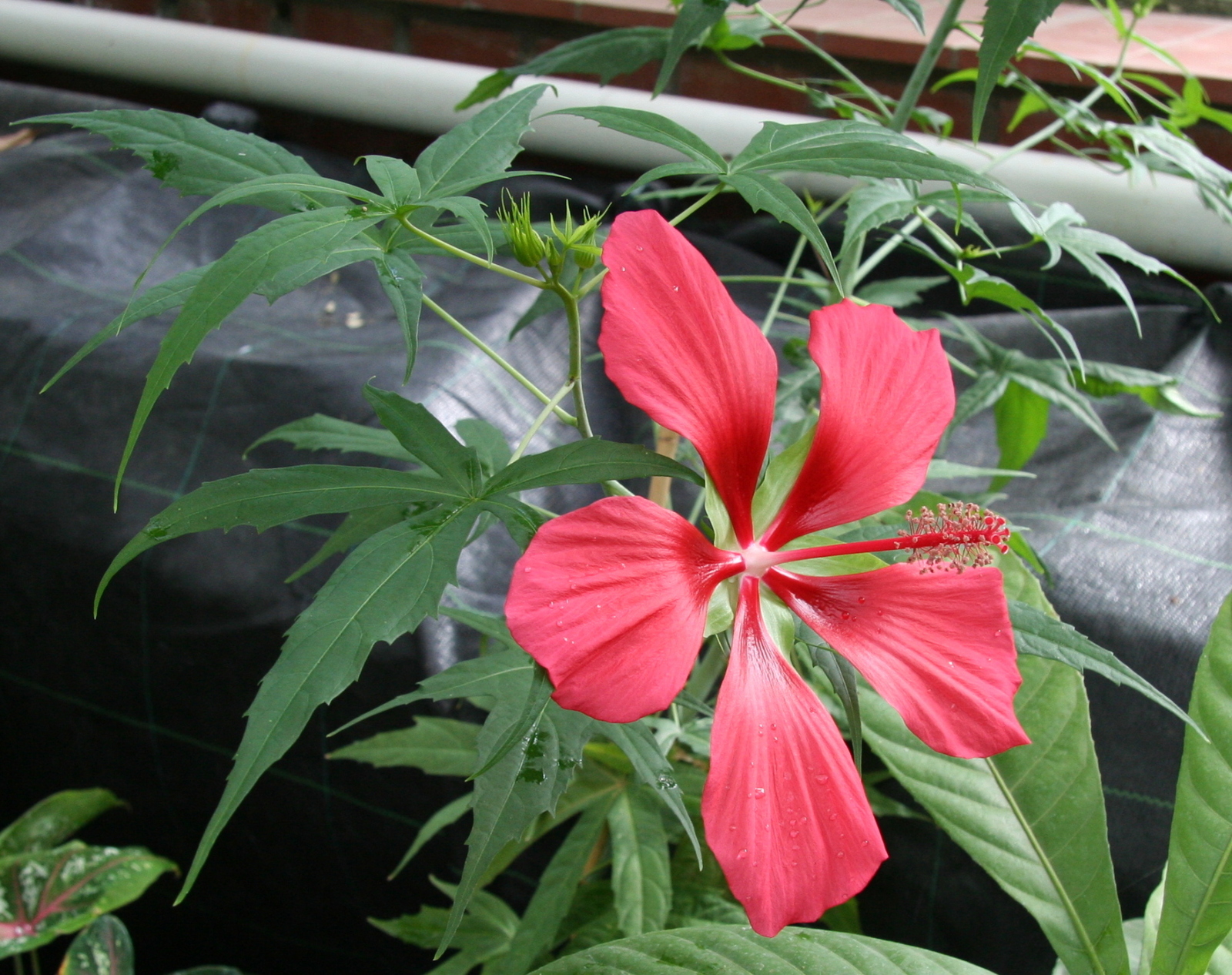 Hibiscus_coccineus_05.jpg