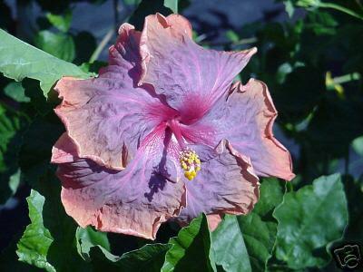 hibiscus_flowers.jpg
