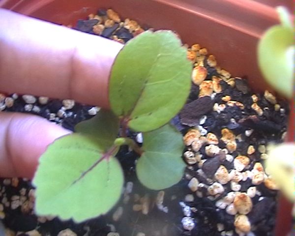 Hibiscus_G.jpg