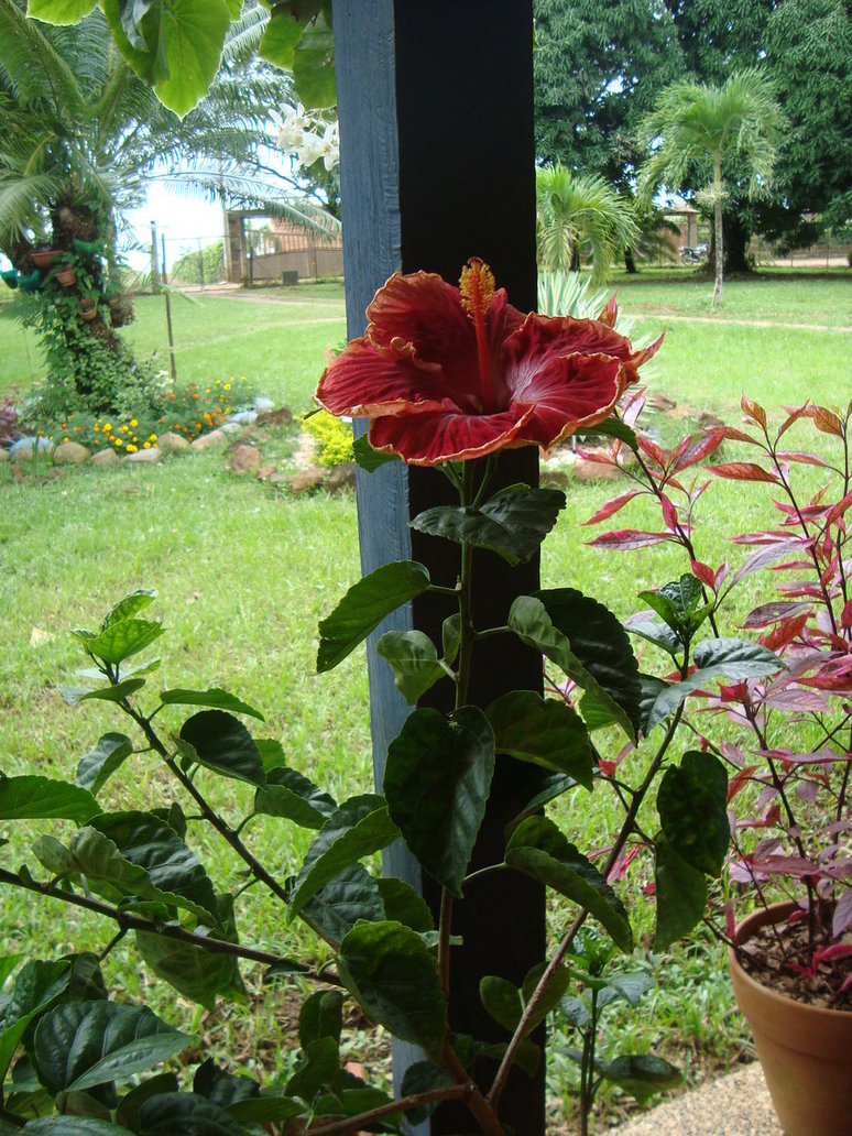 hibiscus_hibrido2_by_cerezoinwonderland-d47haau.jpg