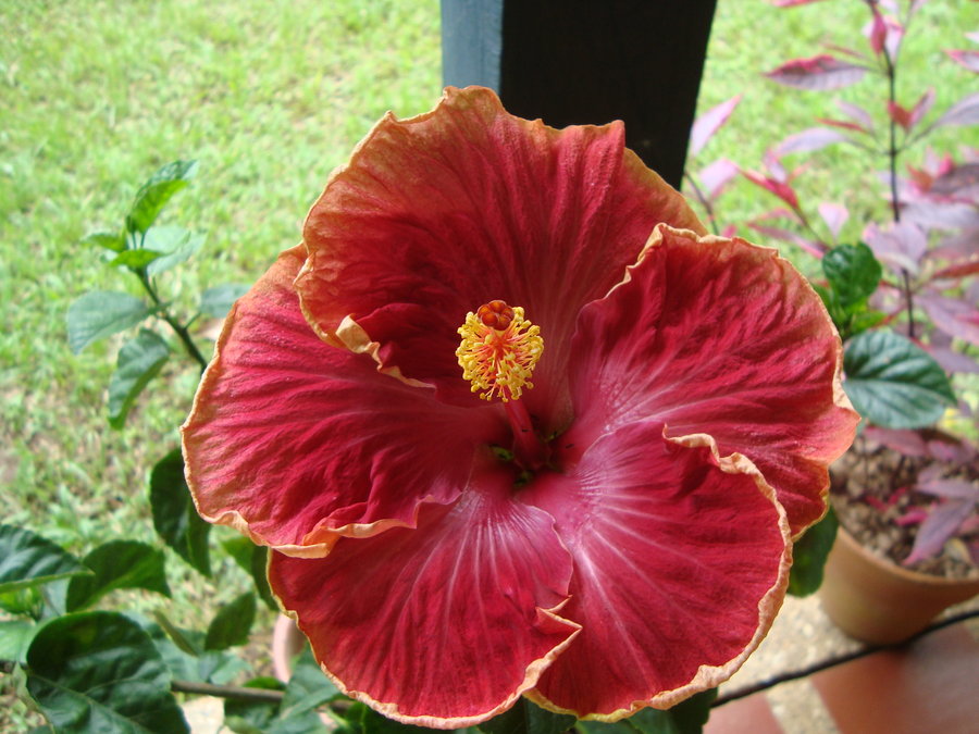 hibiscus_hibrido_by_cerezoinwonderland-d47h9cn.jpg
