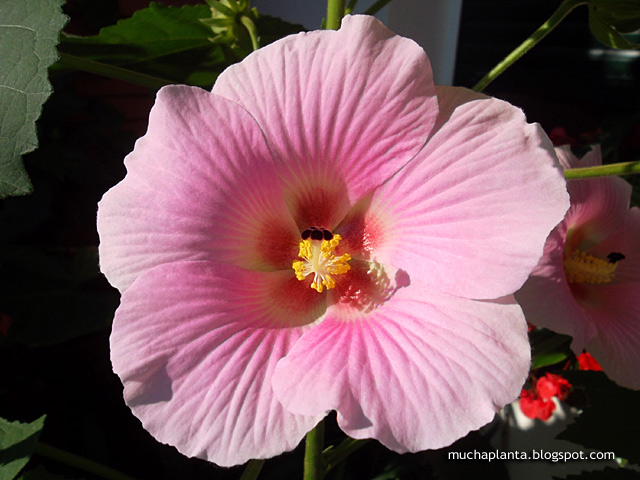 Hibiscus_indicus.jpg