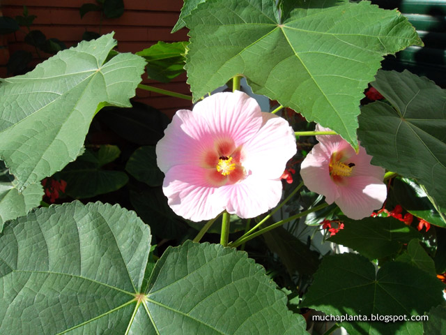 Hibiscus_indicus_2.jpg
