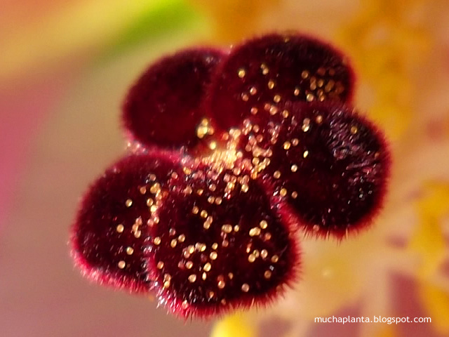 Hibiscus_indicus_polen.jpg