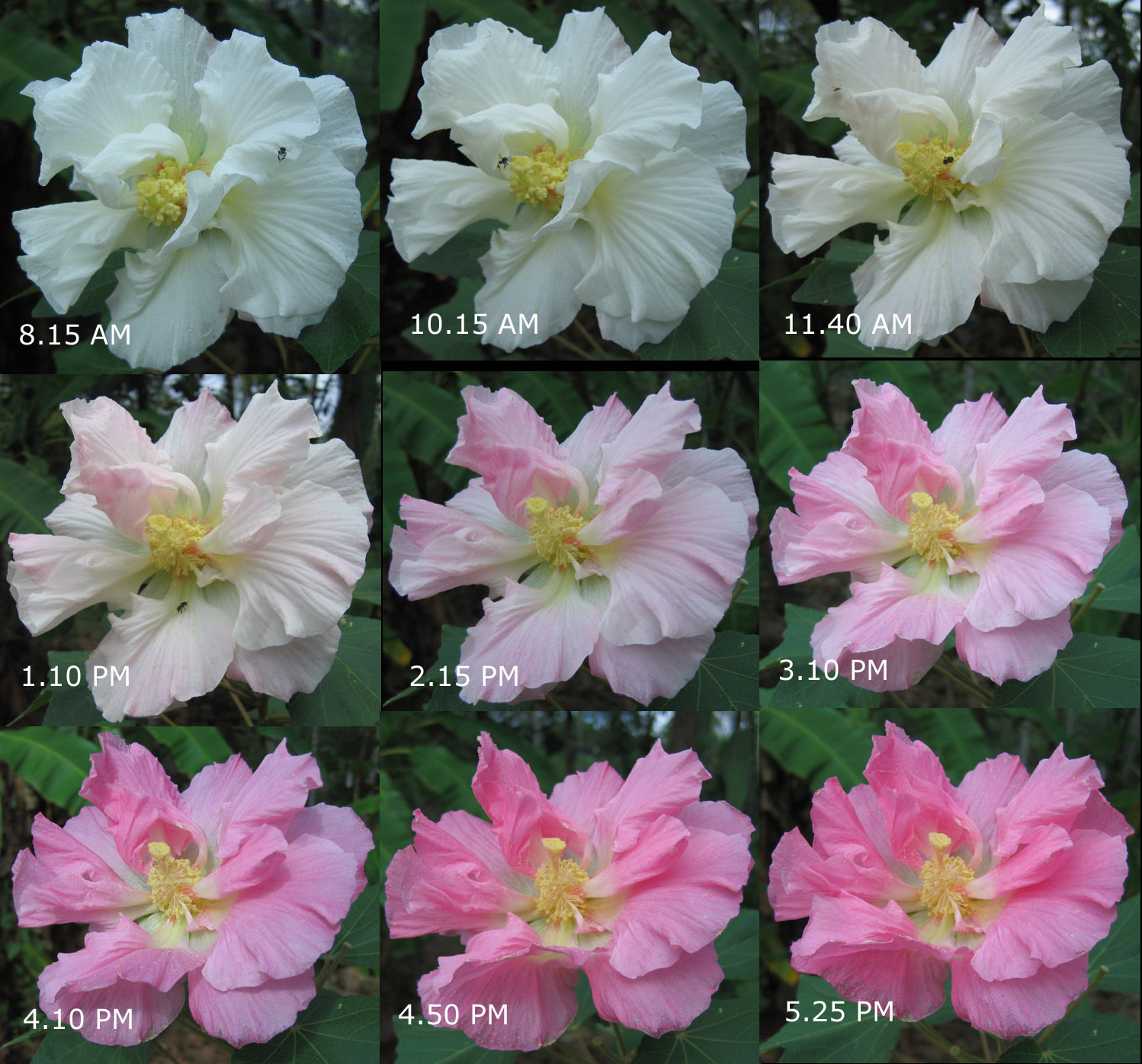 Hibiscus_mutabilis,_changing_colors.jpg