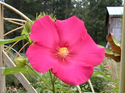 hibiscus_mutabilis_rubrum.jpg