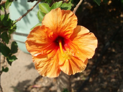 hibiscus_naranja1.JPG
