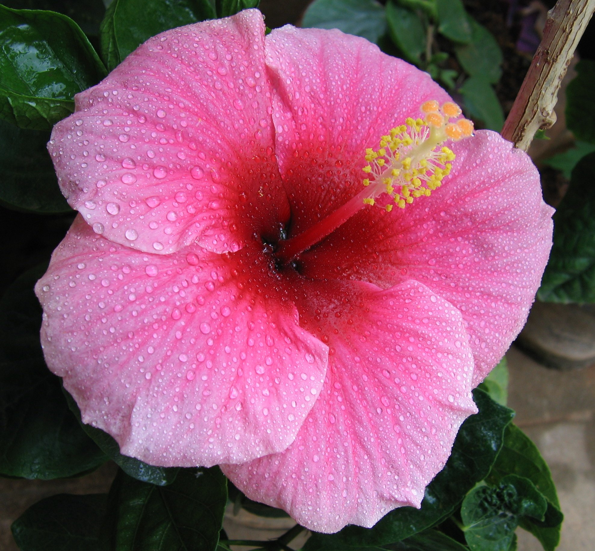 Hibiscus_pink.jpg