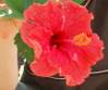hibiscus_rojo.JPG