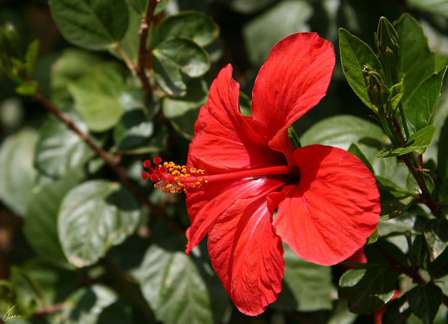 Hibiscus_rosa_sinensis.jpg