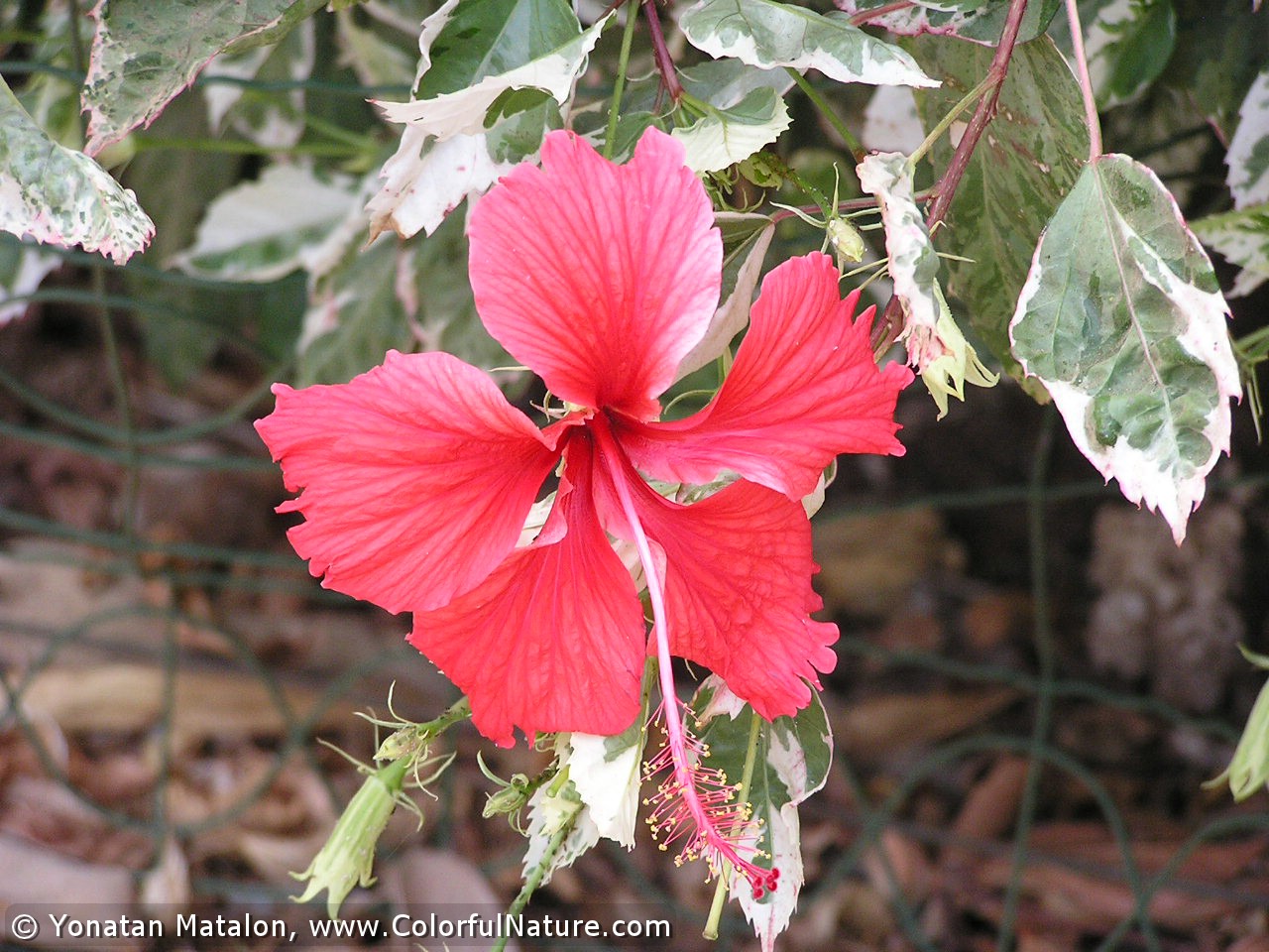 Hibiscus_Rosa_Sinensis_Variegata-m.JPG