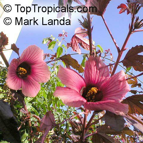 hibiscus_rubra3mland.jpg
