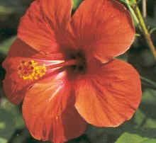 hibiscus_sinensis.JPG