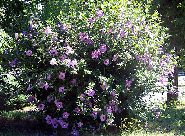 Hibiscus_syriacus-04.jpg