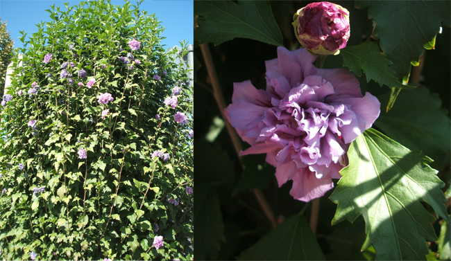 hibiscus_syriacus.jpg