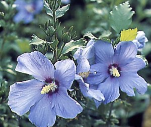 hibiscus_syriacus_blue_bird.jpg