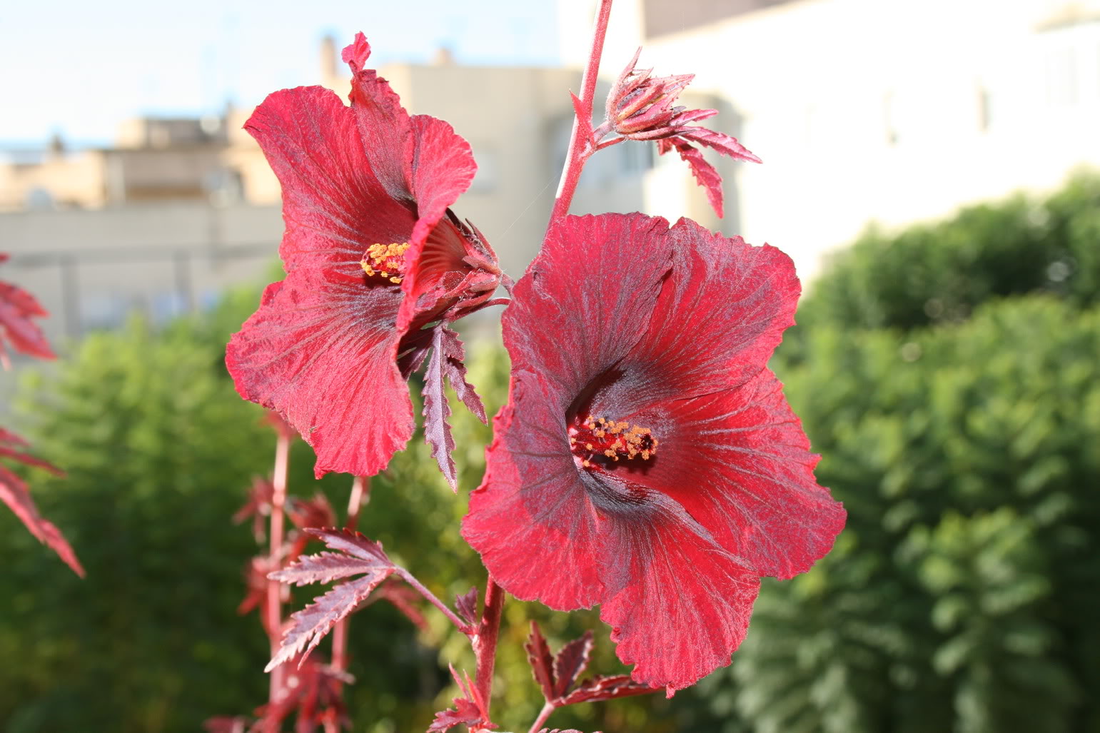 Hibiscusacetosella.jpg