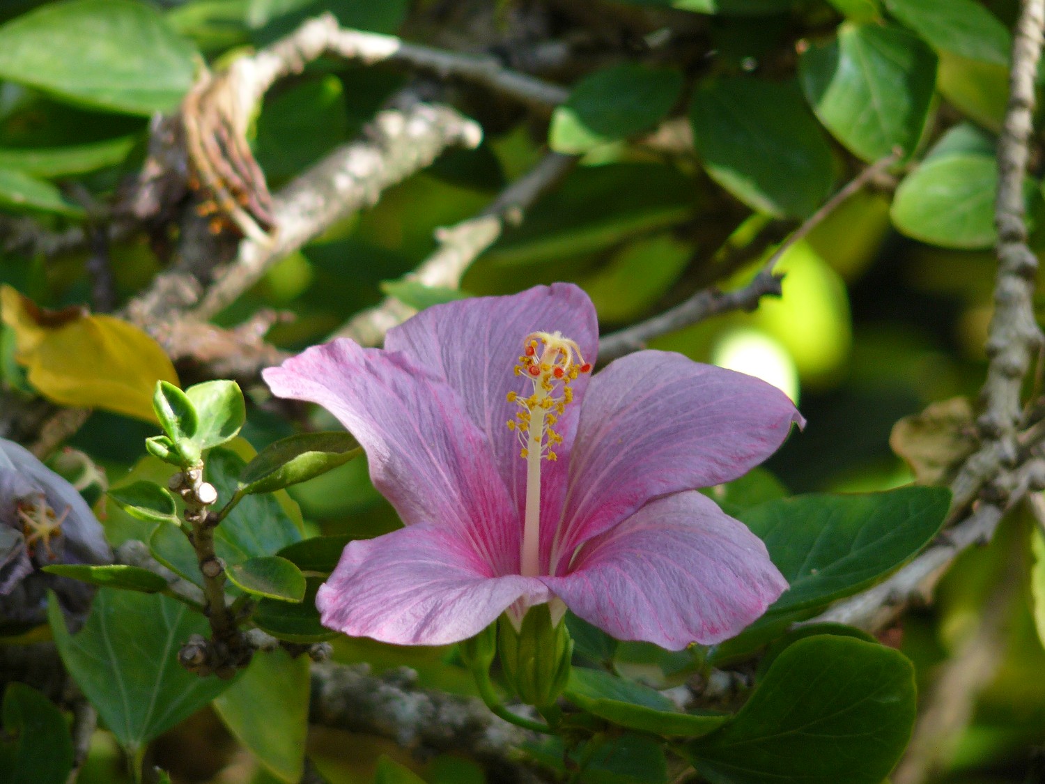 hibiscuscfboryanus1.jpg