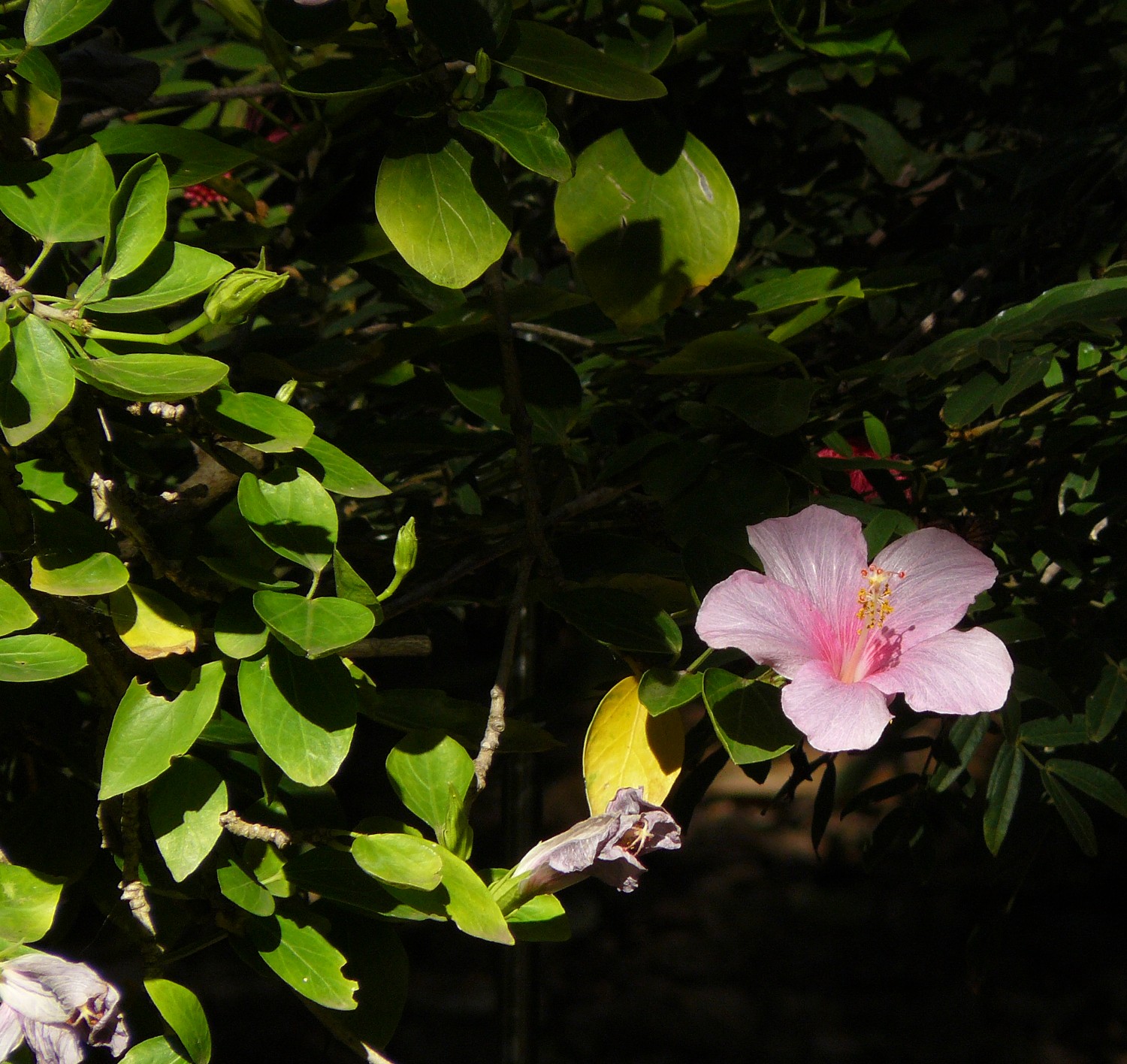 hibiscuscfboryanus2.jpg