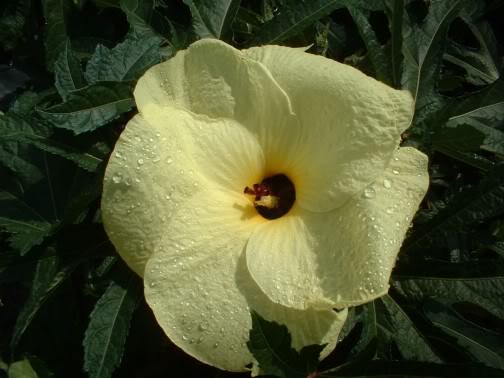Hibiscusmanihot1.jpg