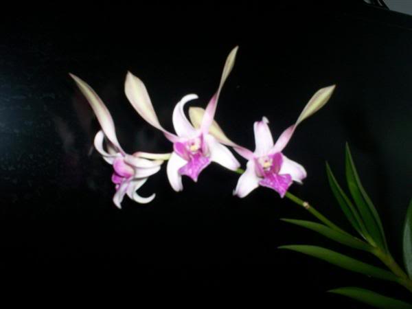 Hibrido-DendrobiumNoId.jpg