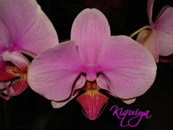 hibrido-Phalaenopsis-Kiquiya.jpg