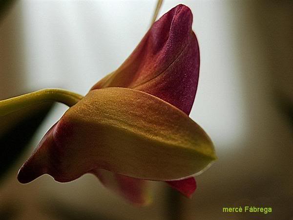 Hibrido_Dendrobium-Phalaenopsis_Mer.jpg