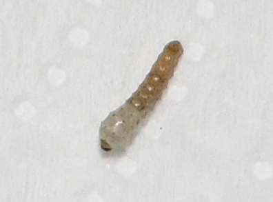 HIBRIDOMANDARINA1AMUDA28012013_zps92ee934b.jpg