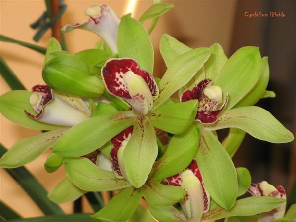 hibridos-cymbidium-hibrido-Janis_.jpg