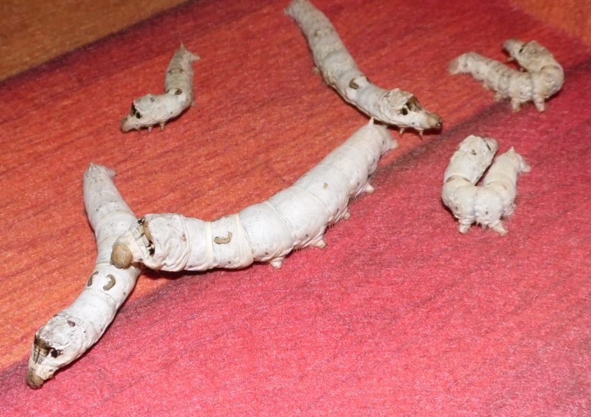 hibridosmandarina_02032013_4_zps0eb78c2b.jpg