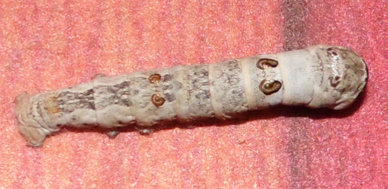 hibridosmandarina_02032013_5_zps90247065.jpg