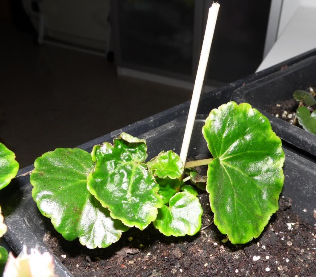 hibridosutherlandiixvenosa14022013_2_zps47dd463a.jpg