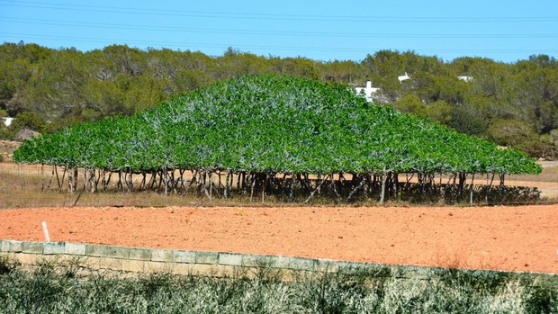 higuera-formentera-k87--620x349@abc.JPG