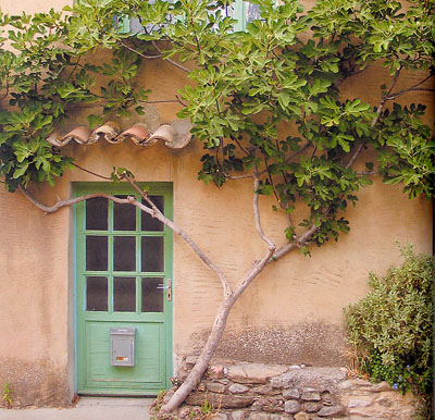 Higuera1.jpg