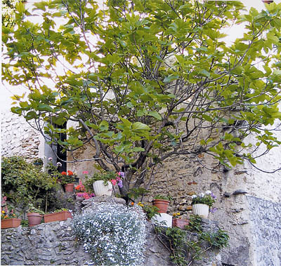 Higuera3.jpg