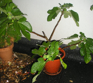 HigueraAgosto.jpg