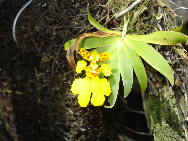 hijalubia017.jpg