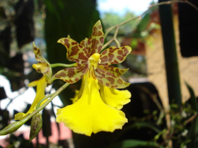 hijalubia020.jpg
