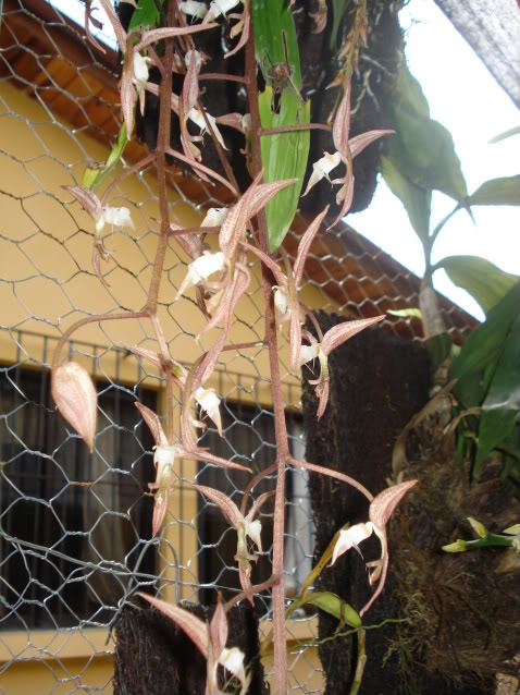 hijalubia022-1.jpg