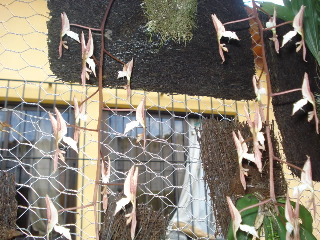 hijalubia025.jpg