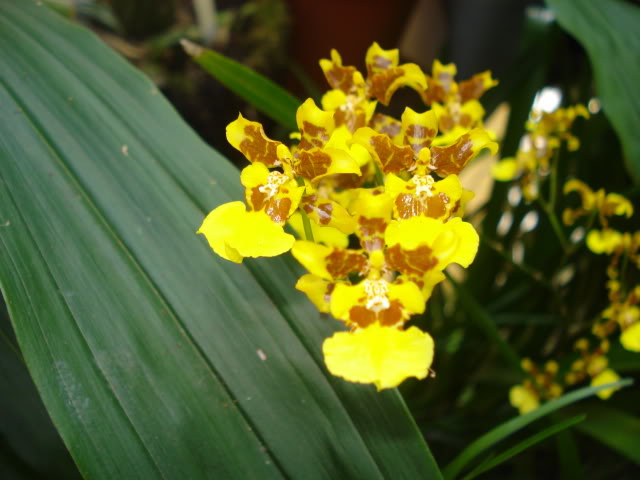 hijalubia028.jpg