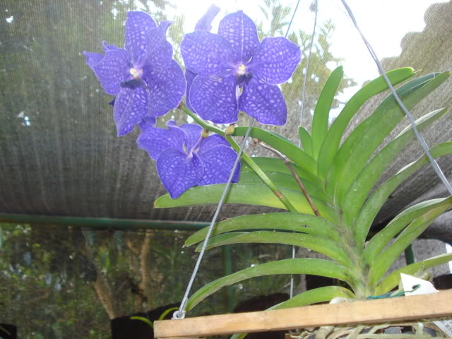 hijalubia029.jpg
