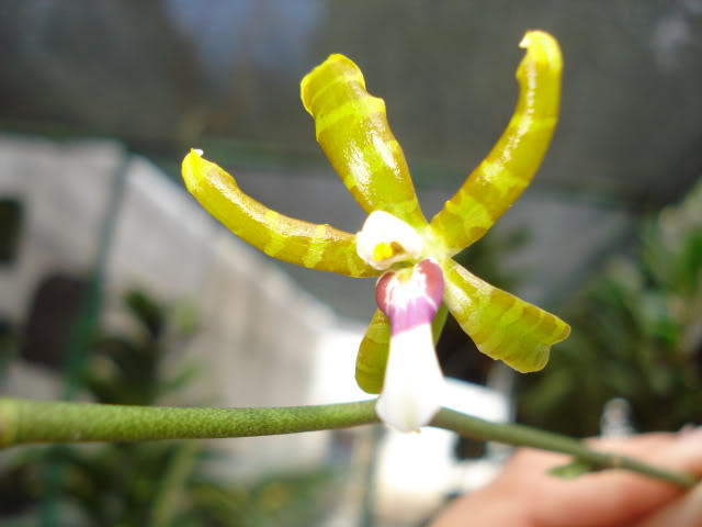 hijalubia035.jpg