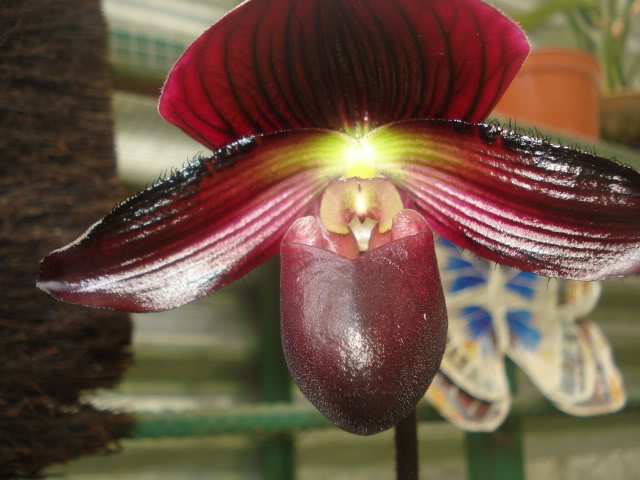 hijalubia037.jpg