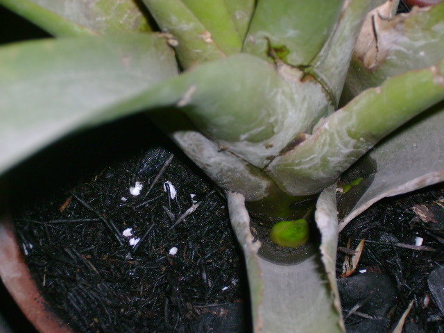 hijo_bromelia.jpg
