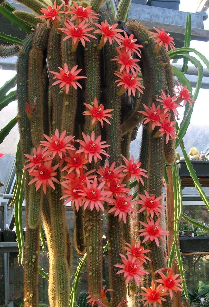 Hildewintera%20Aureispina.JPG
